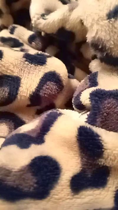 Изображение секс-шоу модели sapessi3 Изображение секс-шоу модели sapessi3