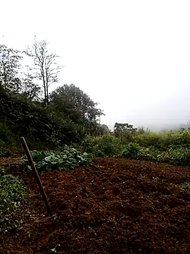 Изображение секс-шоу модели ngan-cute