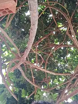 Soymaia's sex show image