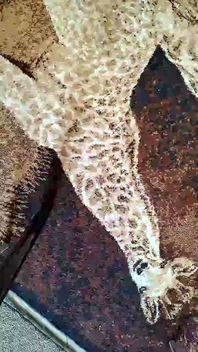 Изображение секс-шоу модели dayanesex