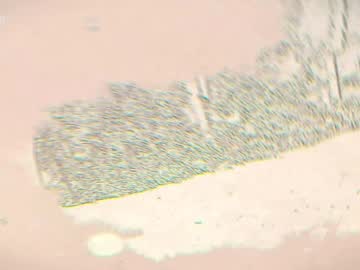 taanni_bc's sex show image