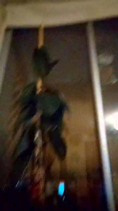 Babycaalientee's sex show image