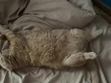 Изображение секс-шоу модели m_vikki Изображение секс-шоу модели m_vikki