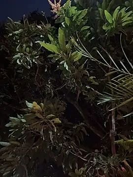 darle_volant's sex show image