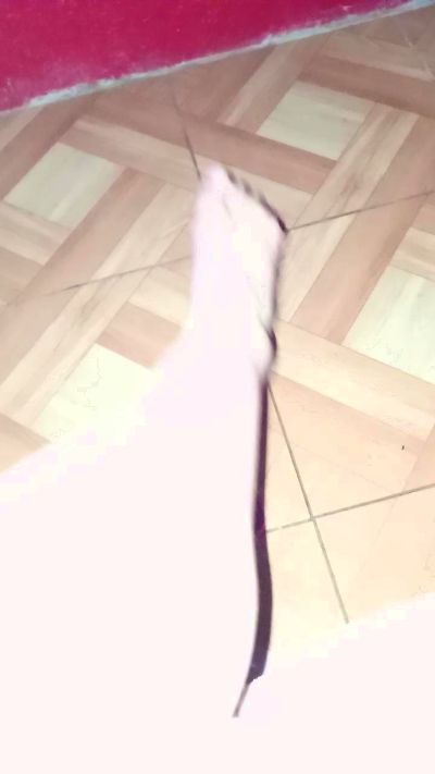 diablita75's sex show image