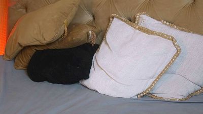 TiffanyTaboo's sex show image