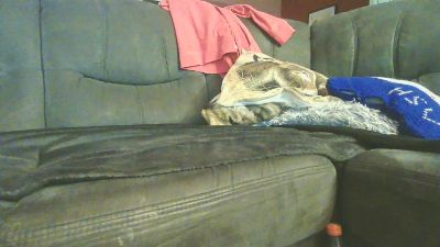 Изображение секс-шоу модели foxx1234 Изображение секс-шоу модели foxx1234