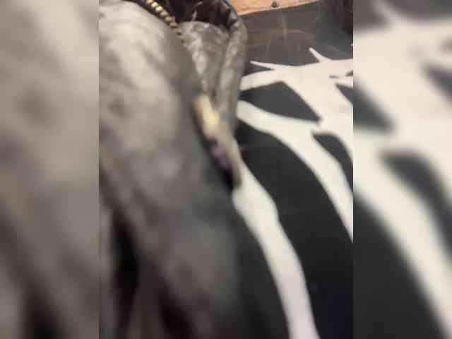 Sexshow-Bild von LiLCaTt