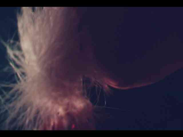 Изображение секс-шоу модели Taanni Изображение секс-шоу модели Taanni