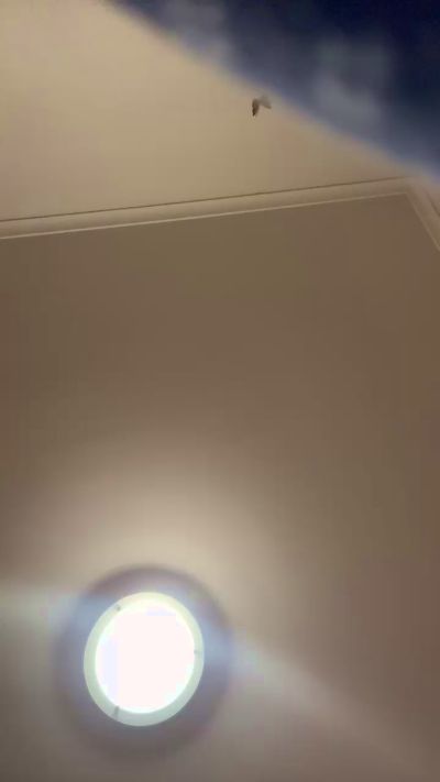 Loresofia's sex show image