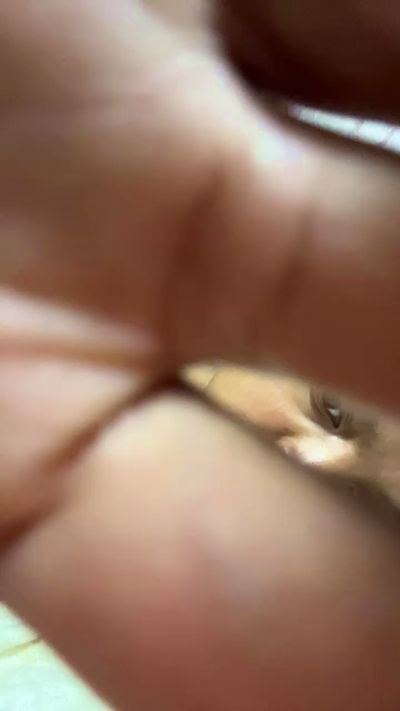 Danii_Sexyy's sex show image