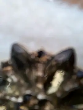 gugu0022's sex show image